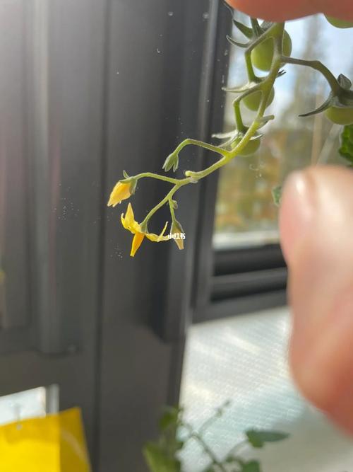 盆栽小番茄如何授粉「番茄授粉方法」 盆栽小番茄如何授粉「番茄授粉方法」 番茄病虫害防治