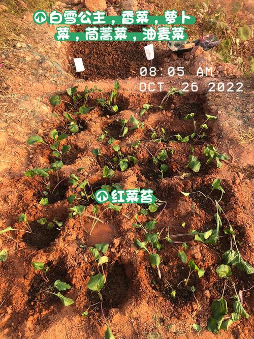 如何进行不同蔬菜的合理轮换种植，使菜地产值翻倍「多种蔬菜种植技巧图片大全」 如何进行不同蔬菜的合理轮换种植，使菜地产值翻倍「多种蔬菜种植技巧图片大全」 番茄病虫害防治
