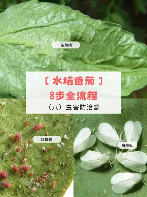 怎么水培大番茄「水培小番茄怎么种植方法」 怎么水培大番茄「水培小番茄怎么种植方法」 种植技巧