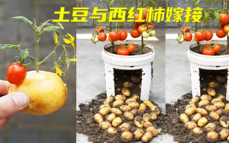 红薯嫁接西红柿的方法「嫁接番茄怎么种植的视频」 红薯嫁接西红柿的方法「嫁接番茄怎么种植的视频」 土壤施肥