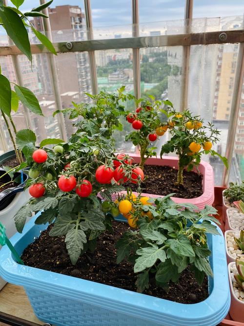怎样种植盆栽小番茄「室内小番茄怎么种植技术视频」 怎样种植盆栽小番茄「室内小番茄怎么种植技术视频」 番茄种植技巧