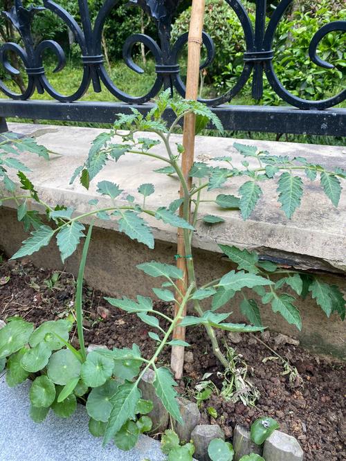 蕃茄苗施什么肥料「小番茄苗种植怎么施肥视频」 蕃茄苗施什么肥料「小番茄苗种植怎么施肥视频」 番茄病虫害防治