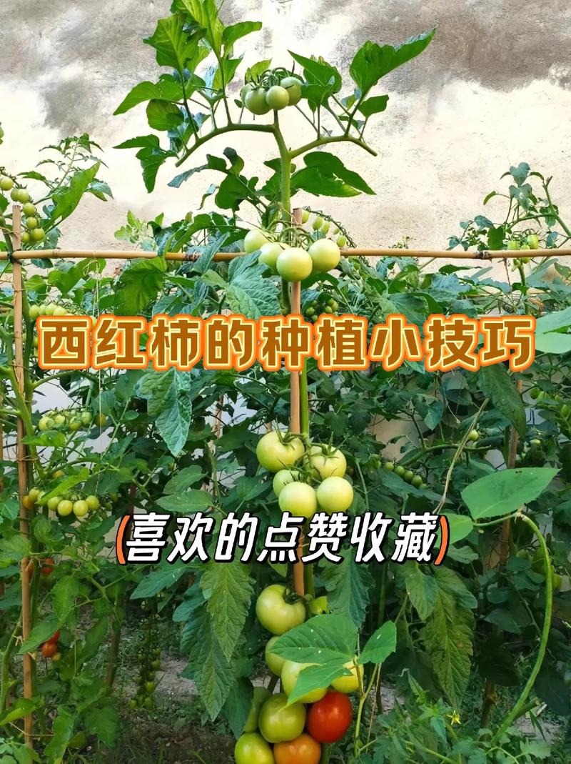 家里怎么种西红柿「家里种番茄怎么种植视频」 家里怎么种西红柿「家里种番茄怎么种植视频」 种植技巧