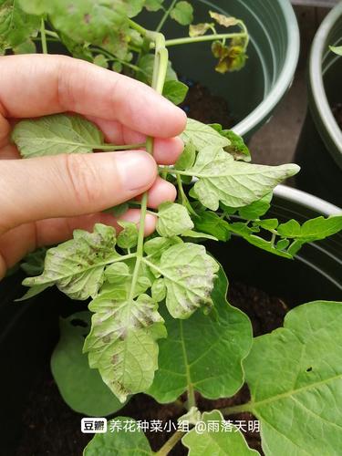 西红柿的叶子往上卷咋回事「麦田番茄怎么种植方法视频」 西红柿的叶子往上卷咋回事「麦田番茄怎么种植方法视频」 种植技巧
