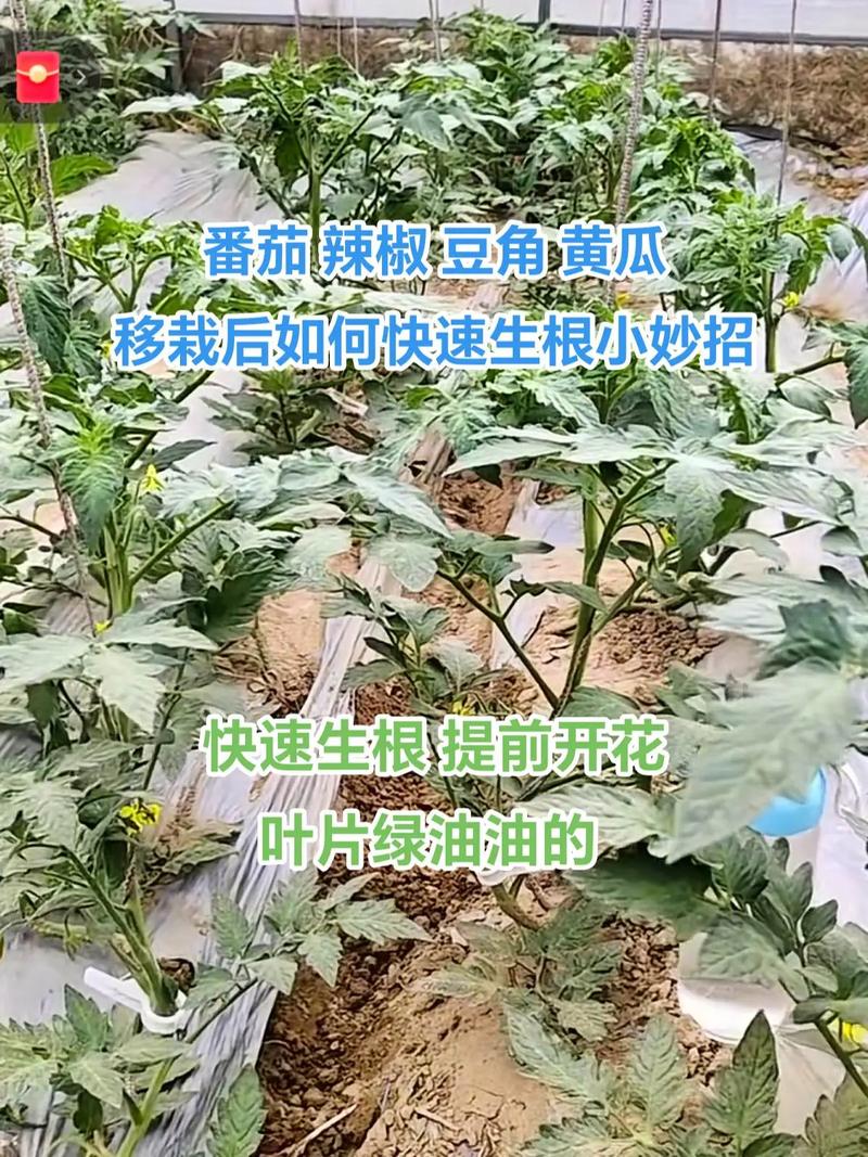 豆角黄瓜西红柿能挨着种吗「黄瓜番茄籽怎么种植方法视频」 豆角黄瓜西红柿能挨着种吗「黄瓜番茄籽怎么种植方法视频」 种植技巧
