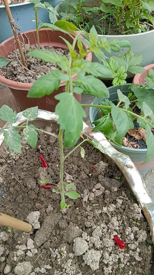 番茄苗子怎么种「种植番茄苗子怎么养殖视频」 番茄苗子怎么种「种植番茄苗子怎么养殖视频」 植物种类