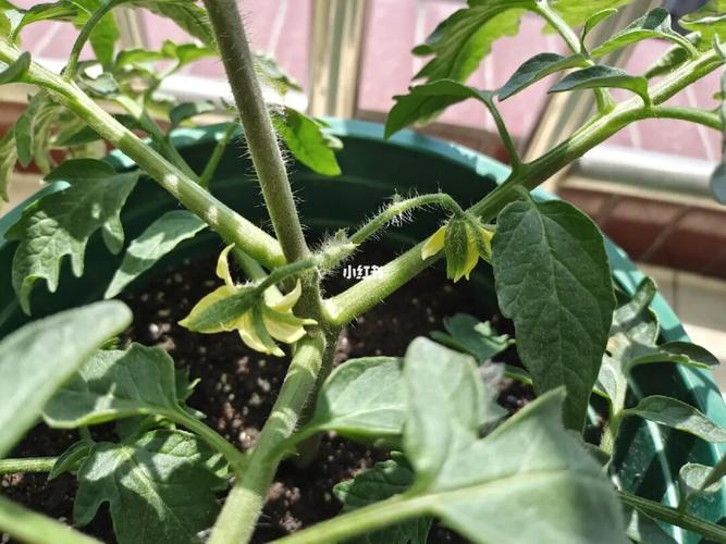 世纪小红番茄品种「小红番茄怎么种植视频」 世纪小红番茄品种「小红番茄怎么种植视频」 番茄种植技巧