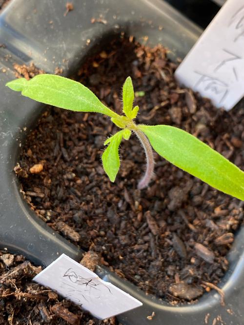 西红柿种子怎么催芽「番茄怎么种植长芽快」 西红柿种子怎么催芽「番茄怎么种植长芽快」 农业常识