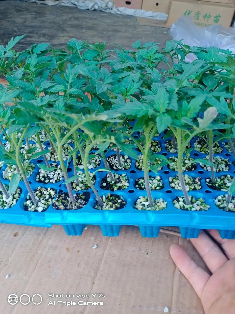 番茄树如何过冬「越冬番茄怎么种植视频」 番茄树如何过冬「越冬番茄怎么种植视频」 种植技巧