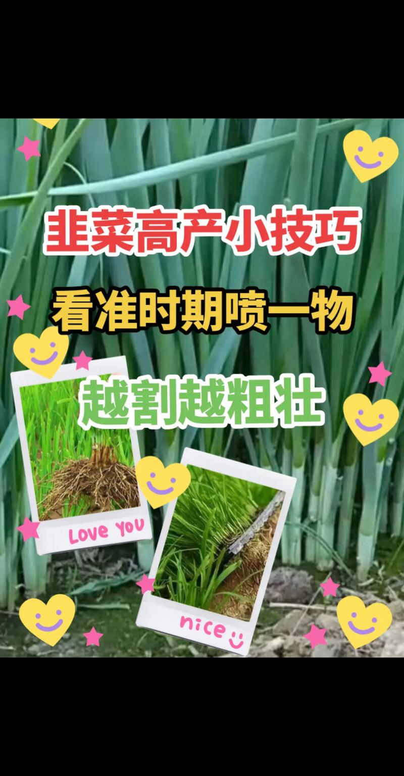 韭菜种植方法和技巧「蔬菜韭菜种植技巧和方法视频」 韭菜种植方法和技巧「蔬菜韭菜种植技巧和方法视频」 植物种类