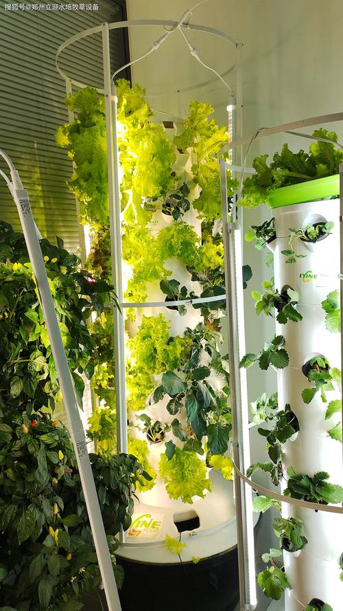 如何在家庭阳台无土栽培种菜「盆栽室内蔬菜种植小技巧视频」 如何在家庭阳台无土栽培种菜「盆栽室内蔬菜种植小技巧视频」 番茄种植技巧
