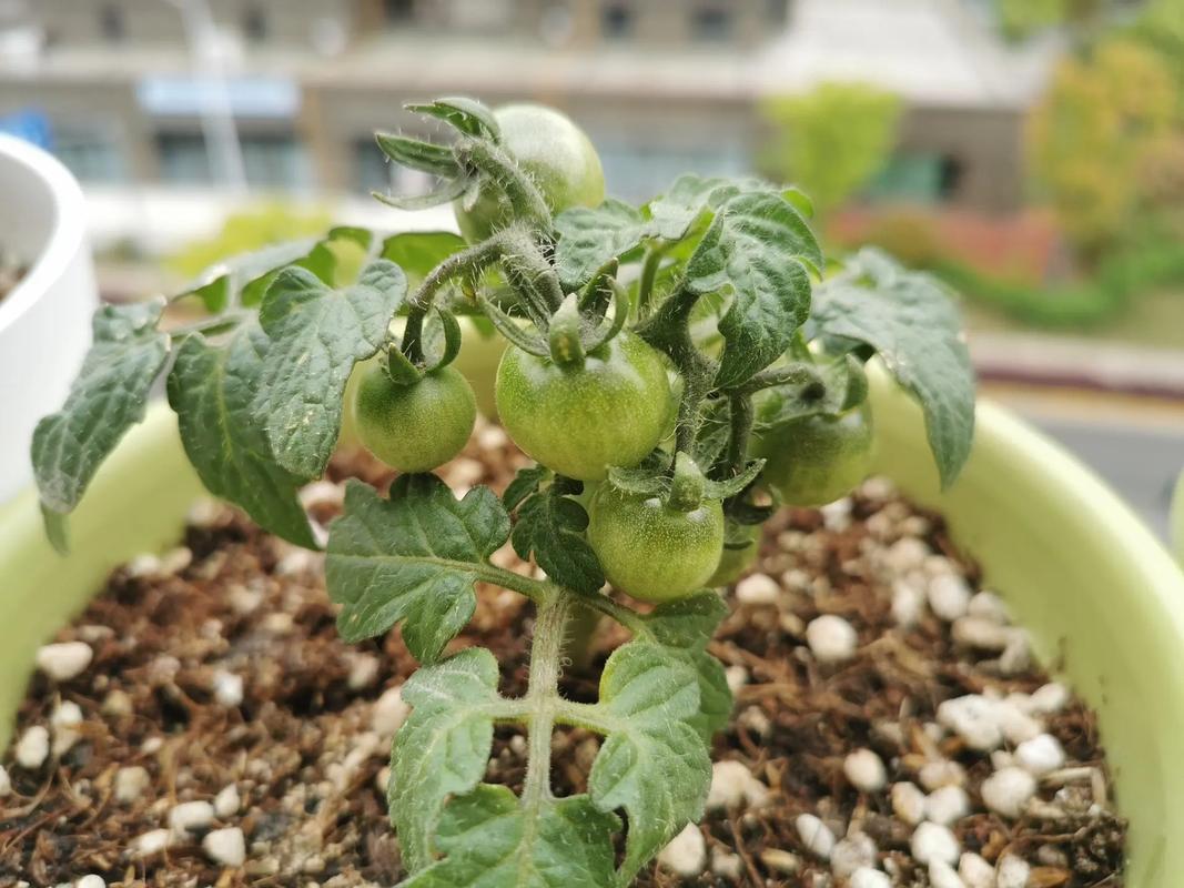 盆栽西红柿的种植技术「室内盆栽矮番茄怎么种植视频」 盆栽西红柿的种植技术「室内盆栽矮番茄怎么种植视频」 花朵知识