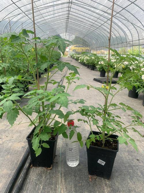 番茄苗怎么管理？如何促旺转壮「番茄苗怎么种植快一点」 番茄苗怎么管理？如何促旺转壮「番茄苗怎么种植快一点」 花朵知识