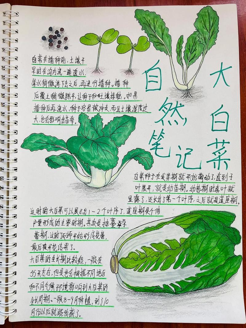 大白菜种植技巧「白菜蔬菜种植小技巧图片大全」 大白菜种植技巧「白菜蔬菜种植小技巧图片大全」 种植技巧