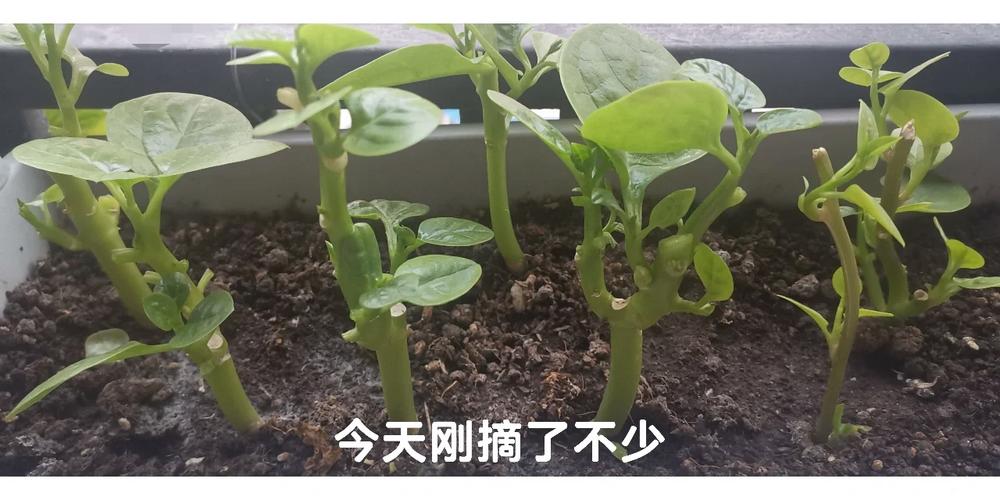 可以扦插、操作简单长得又快的蔬菜有哪些「蔬菜种植技术大全app」 可以扦插、操作简单长得又快的蔬菜有哪些「蔬菜种植技术大全app」 种植技巧