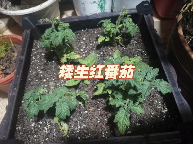 怎么种植红明珠盆栽番茄「盆栽红番茄怎么种植方法视频」 怎么种植红明珠盆栽番茄「盆栽红番茄怎么种植方法视频」 植物种类