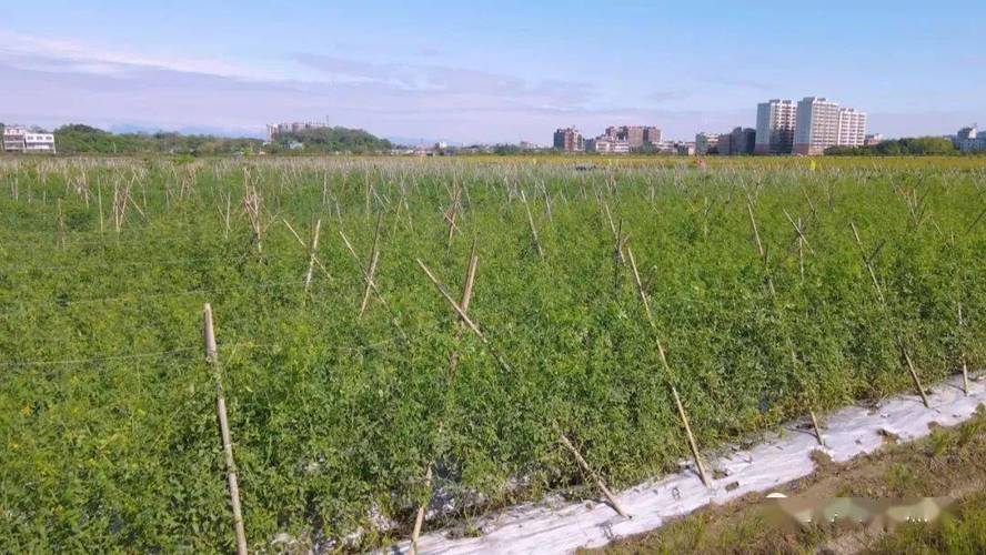 梅干菜花生酒店做法「爆珠番茄怎么种植的视频」 梅干菜花生酒店做法「爆珠番茄怎么种植的视频」 番茄病虫害防治