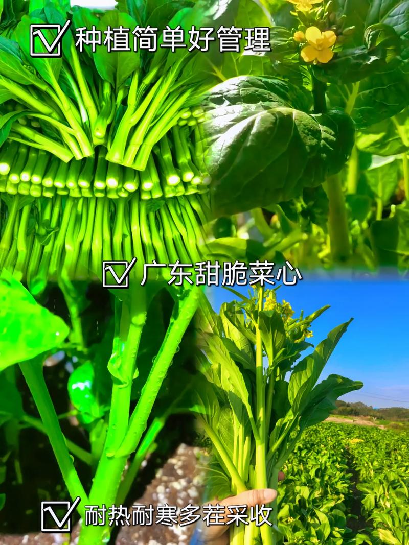湖北三月份适合种什么菜「3月蔬菜种植」 湖北三月份适合种什么菜「3月蔬菜种植」 番茄病虫害防治