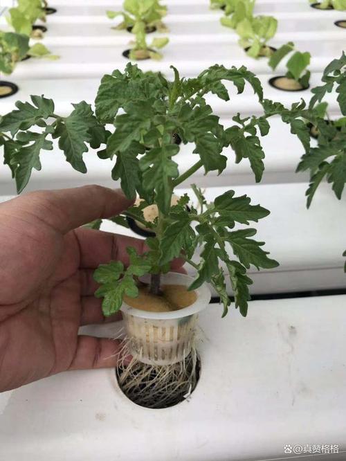 水培番茄水需要流动吗「阳台水培种植番茄怎么种植」 水培番茄水需要流动吗「阳台水培种植番茄怎么种植」 农业常识
