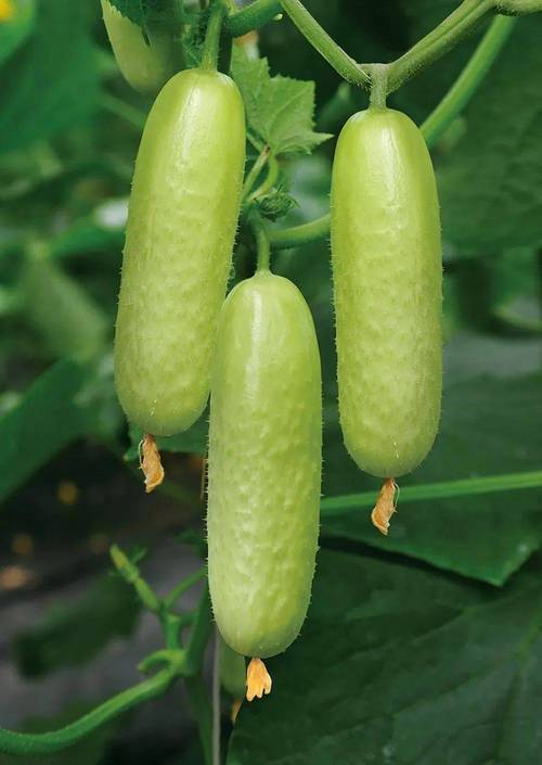 农家菜品质最好的蔬菜有哪些？如何保持品质不退化「高品质蔬菜种植技巧和方法」 农家菜品质最好的蔬菜有哪些？如何保持品质不退化「高品质蔬菜种植技巧和方法」 种植技巧