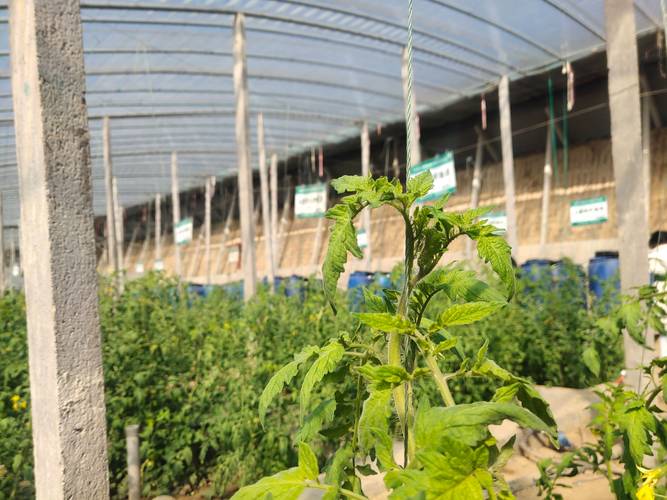 种植大棚西红柿的技术「大棚种植番茄怎么管理好」 种植大棚西红柿的技术「大棚种植番茄怎么管理好」 土壤施肥