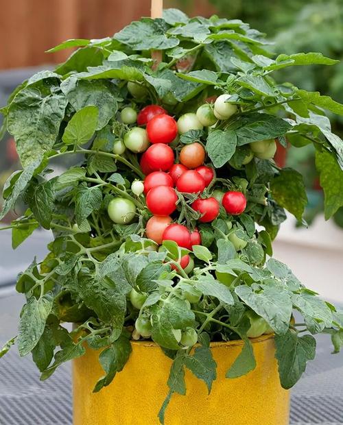 盆栽番茄的种植方法「盆景种植番茄怎么种植的视频」 盆栽番茄的种植方法「盆景种植番茄怎么种植的视频」 番茄病虫害防治