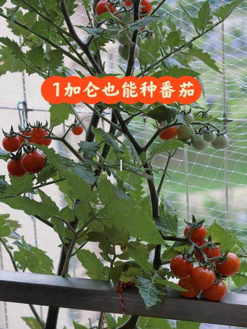 番茄生小肉虫怎么治「有机番茄怎么种植的图片大全」 番茄生小肉虫怎么治「有机番茄怎么种植的图片大全」 土壤施肥