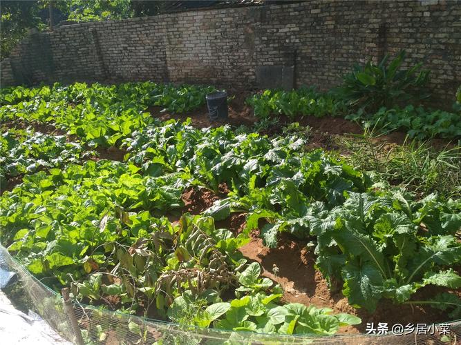 人粪尿浇菜正确方法「蔬菜种植讲解」 人粪尿浇菜正确方法「蔬菜种植讲解」 番茄病虫害防治