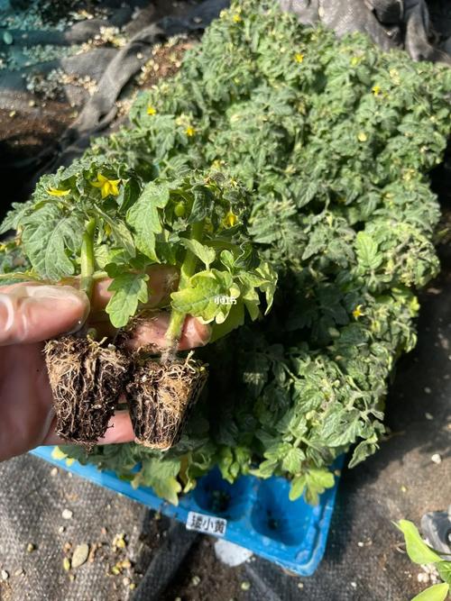 番茄小说推广视频内容怎么做「番茄苗怎么种植田里视频教程」 番茄小说推广视频内容怎么做「番茄苗怎么种植田里视频教程」 农业常识