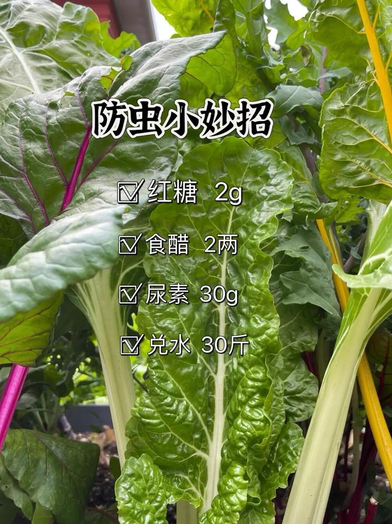 种植蔬菜除虫子小妙招「蔬菜种植小技巧合集图片」 种植蔬菜除虫子小妙招「蔬菜种植小技巧合集图片」 花朵知识