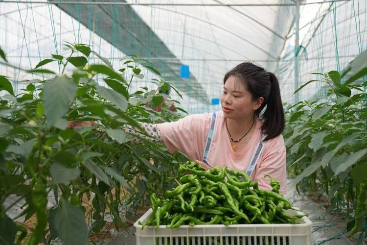 农村种植辣椒，用大棚可以延长辣椒的采摘时间吗「大棚蔬菜种植摘辣椒技巧视频」 农村种植辣椒，用大棚可以延长辣椒的采摘时间吗「大棚蔬菜种植摘辣椒技巧视频」 土壤施肥