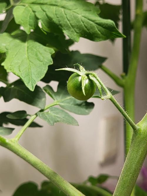 西红柿茄子怎样在家催芽「串茄番茄种子怎么种植视频」 西红柿茄子怎样在家催芽「串茄番茄种子怎么种植视频」 农业常识