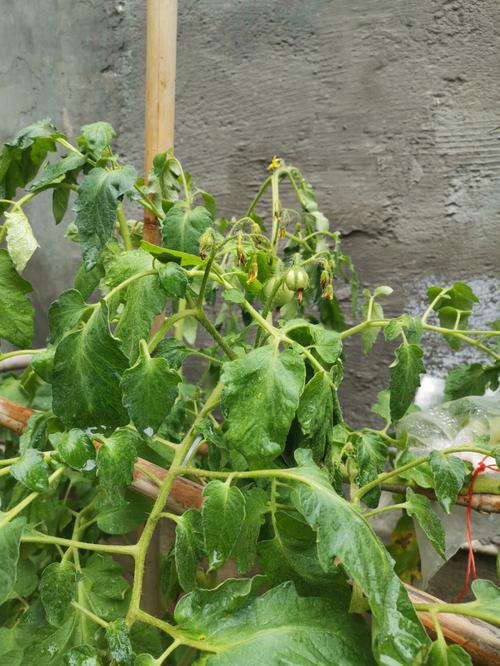 番茄吊线多粗「大棚番茄打蔫是咋回事」 番茄吊线多粗「大棚番茄打蔫是咋回事」 花朵知识