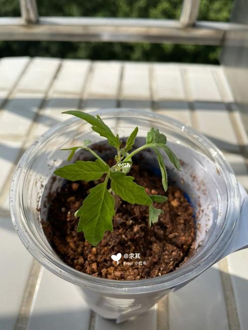 大红番茄的种植方法「种彩色番茄怎么种植视频」 大红番茄的种植方法「种彩色番茄怎么种植视频」 番茄病虫害防治