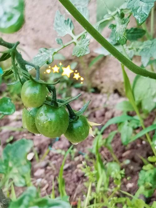 黄珍珠番茄种植过程「黄珍珠番茄怎么种植视频」 黄珍珠番茄种植过程「黄珍珠番茄怎么种植视频」 番茄种植技巧