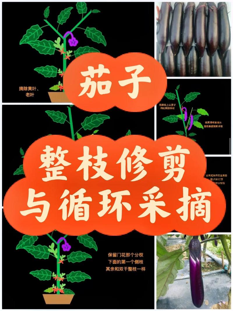 蔬菜剪枝时间「蔬菜种植小技巧蔬菜修剪视频」 蔬菜剪枝时间「蔬菜种植小技巧蔬菜修剪视频」 番茄种植技巧