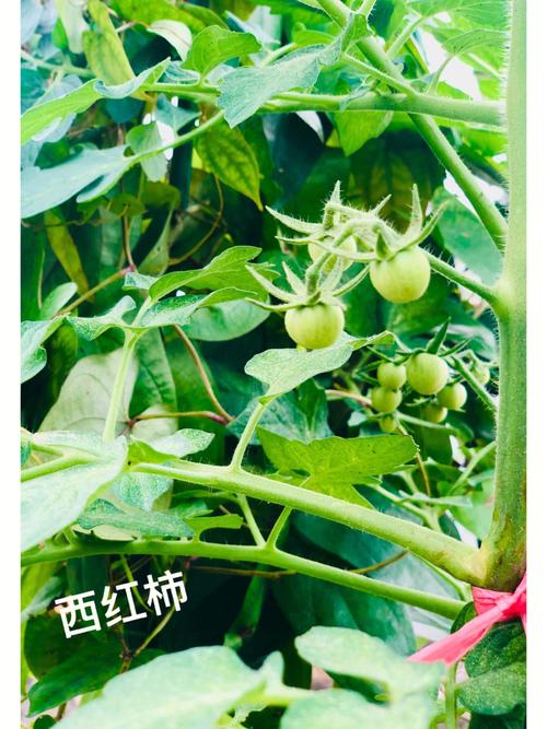 番茄变红要注意什么「红番茄种植后怎么处理好」 番茄变红要注意什么「红番茄种植后怎么处理好」 花朵知识