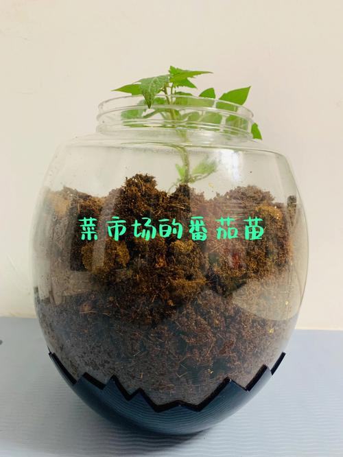 塑料瓶装西红柿方法「怎么种番茄用瓶子种植呢」 塑料瓶装西红柿方法「怎么种番茄用瓶子种植呢」 农业常识