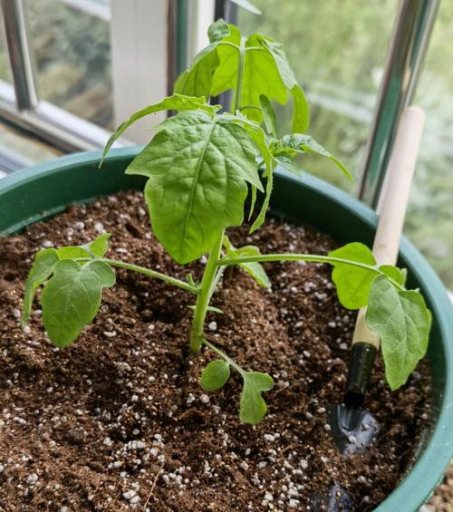 西红柿打底叶的正确方法「番茄叶怎么种植方法」 西红柿打底叶的正确方法「番茄叶怎么种植方法」 花朵知识