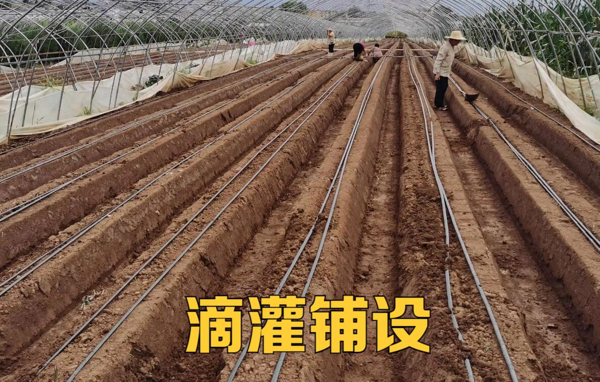 春天西红柿种植高垄滴灌可以吗「春季番茄怎么种植视频」 春天西红柿种植高垄滴灌可以吗「春季番茄怎么种植视频」 土壤施肥