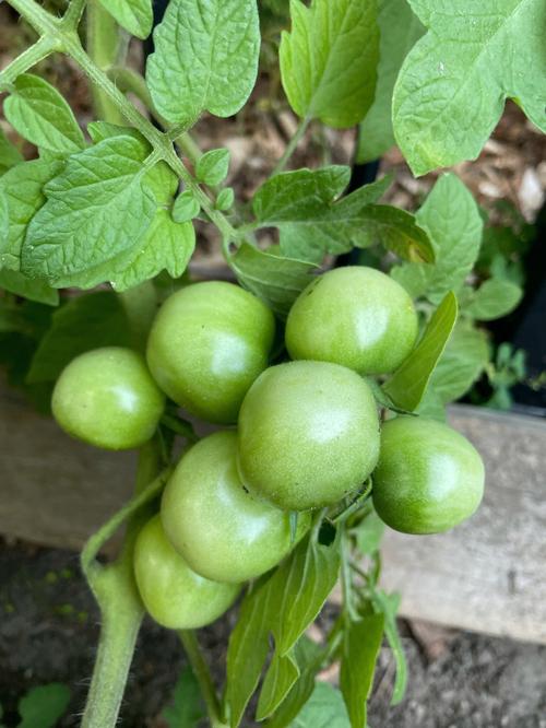 在阳台可以种植什么蔬菜？土壤怎么选择「护栏种植小番茄怎么种植」 在阳台可以种植什么蔬菜？土壤怎么选择「护栏种植小番茄怎么种植」 农业常识