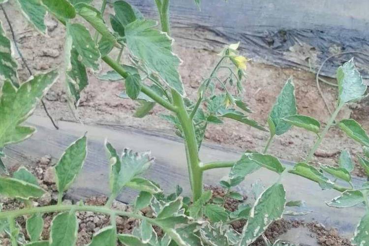 氯吡脲的喷施番茄技术「太空番茄怎么种植视频教程」 氯吡脲的喷施番茄技术「太空番茄怎么种植视频教程」 土壤施肥