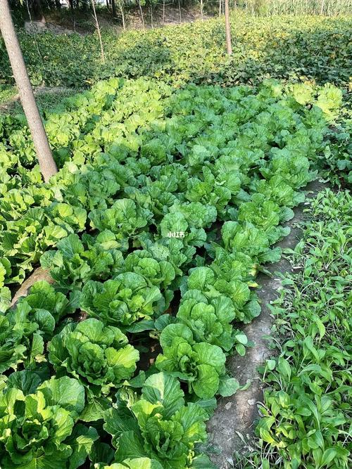 江西12月种植什么蔬菜合适「3月份播种的蔬菜」 江西12月种植什么蔬菜合适「3月份播种的蔬菜」 土壤施肥