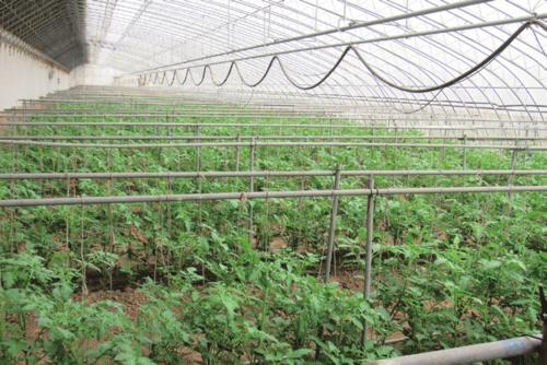 温室番茄种植中出现徒长苗，怎样防止温室番茄秧徒长「小番茄小苗苗怎么种植视频」 温室番茄种植中出现徒长苗，怎样防止温室番茄秧徒长「小番茄小苗苗怎么种植视频」 番茄病虫害防治