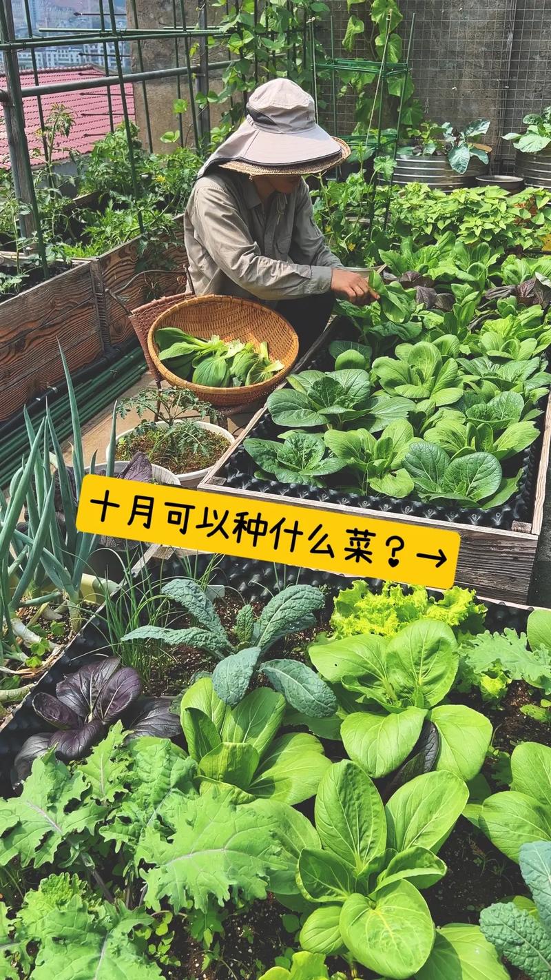 农村冬天活菜做法「活体蔬菜种植技巧视频」 农村冬天活菜做法「活体蔬菜种植技巧视频」 花朵知识