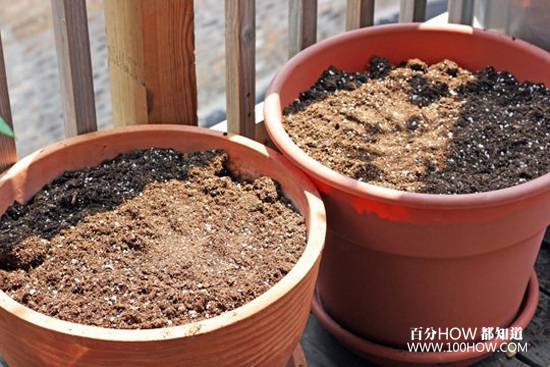 盆栽西红柿苗怎样施油饼肥料「大树番茄怎么用肥料种植的」 植物种类 盆栽西红柿苗怎样施油饼肥料「大树番茄怎么用肥料种植的」 盆栽西红柿苗怎样施油饼肥料「大树番茄怎么用肥料种植的」 植物种类