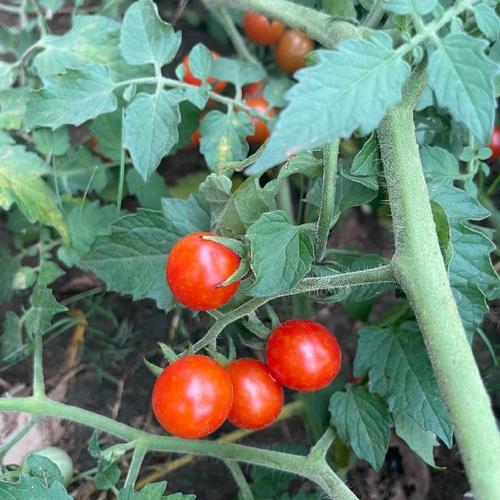小番茄吃出的种子可以直接下种吗「小番茄新鲜的怎么种植的」 小番茄吃出的种子可以直接下种吗「小番茄新鲜的怎么种植的」 种植技巧
