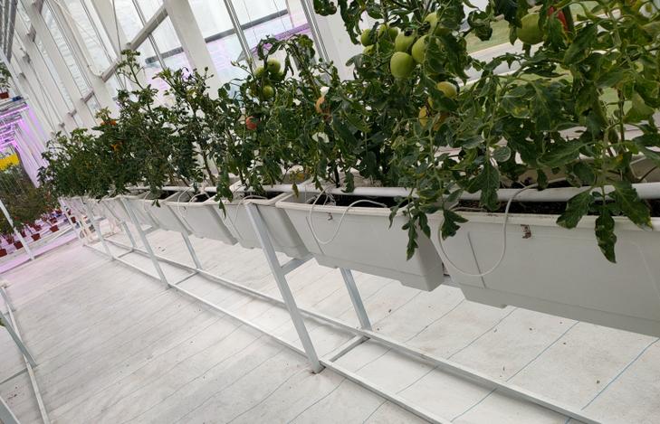 室内番茄需要人工对花吗「室内种殖番茄怎么种植视频」 室内番茄需要人工对花吗「室内种殖番茄怎么种植视频」 植物种类