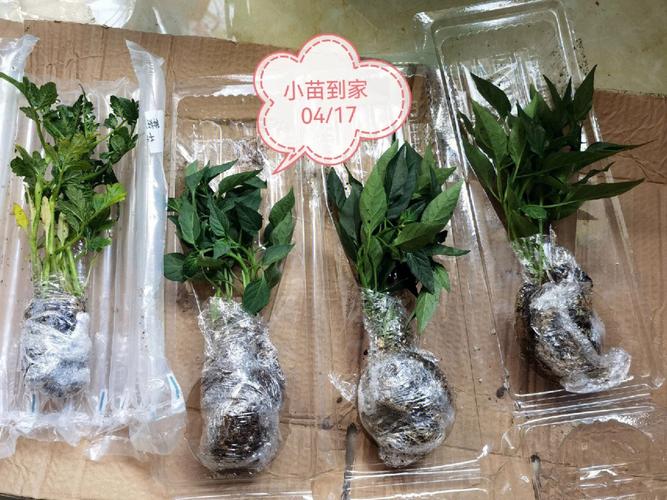 辣椒番茄什么时候种「青椒怎么种植小番茄种子视频」 辣椒番茄什么时候种「青椒怎么种植小番茄种子视频」 番茄病虫害防治