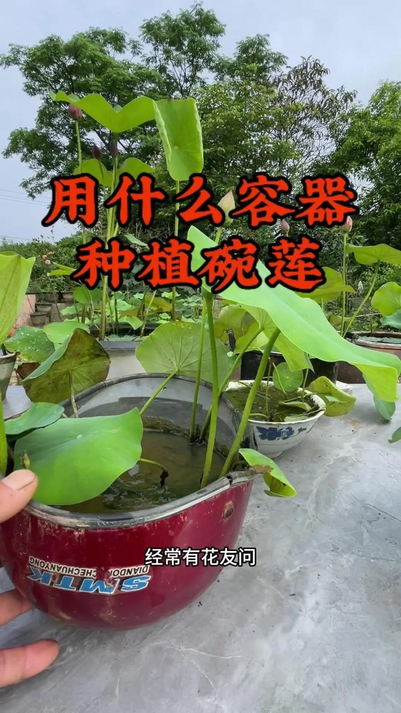 观赏荷花种植方法是怎样的「园林蔬菜种植技巧与方法视频」 观赏荷花种植方法是怎样的「园林蔬菜种植技巧与方法视频」 花朵知识